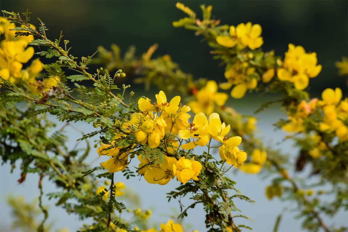 Séné (senna alexandrina) : plantation, culture et entretien