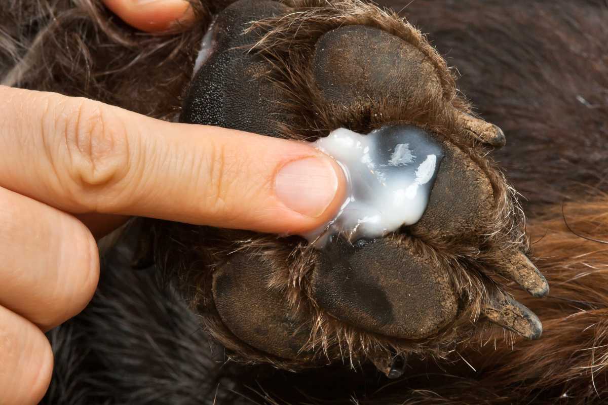 Soin du coussinet chez le chien, les bons gestes à adopter