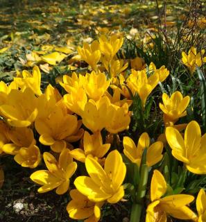 sternbergia - crocus d'automne jaune