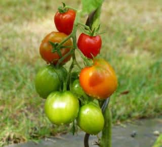tomate de Berao culture