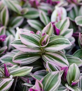 tradescantia nanouk entretien