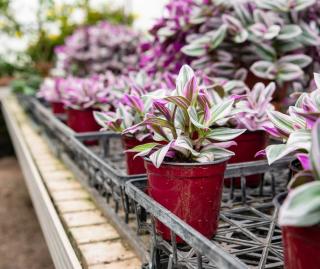 tradescantia nanouk plantation