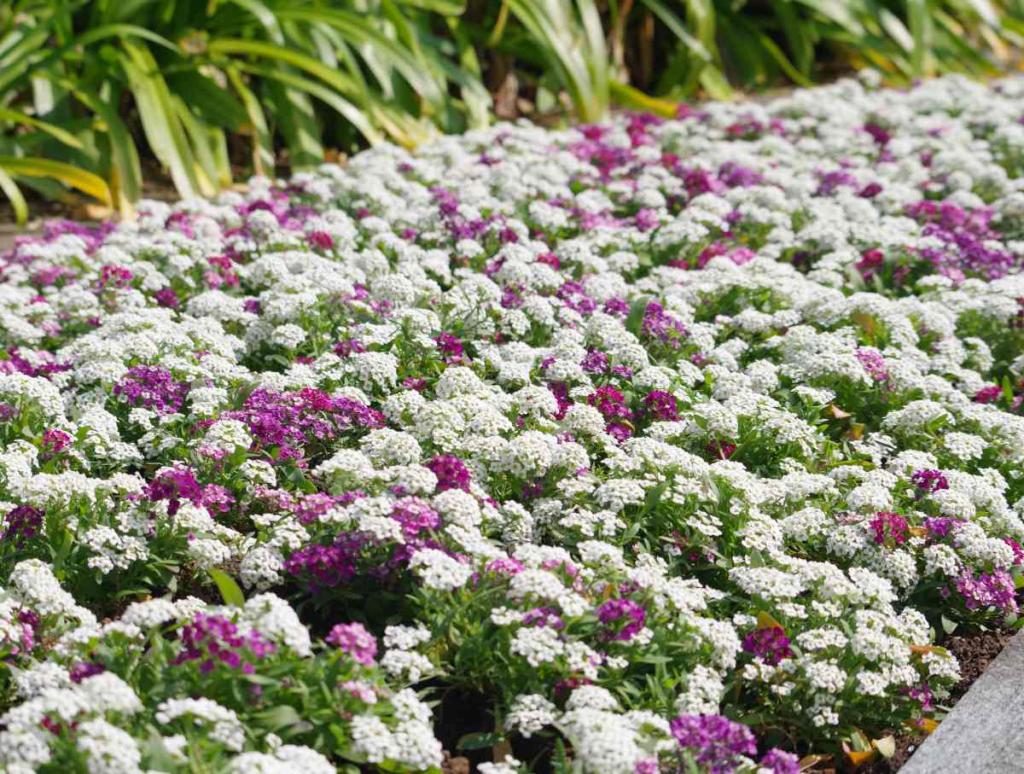 Alyssum