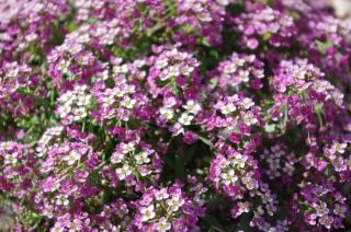 Alyssum entretien