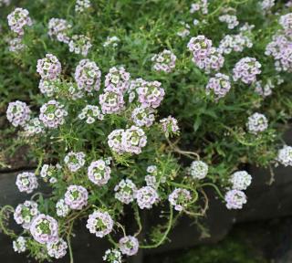 Alyssum plantation