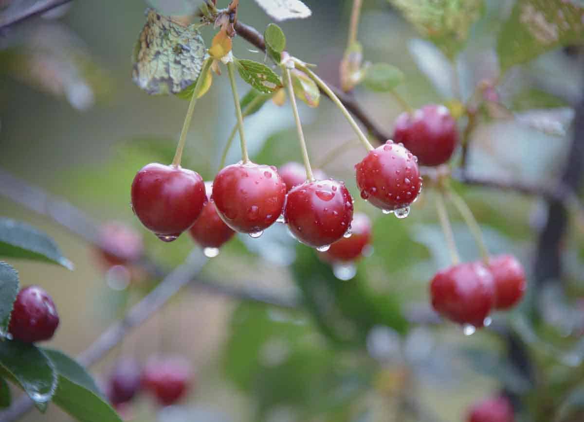 Cerisier Morello - Prunus cerasus 'Morello'