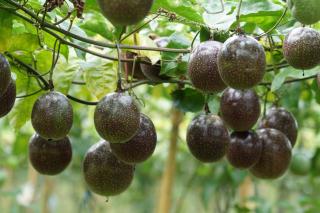 Entretien Grenadille - Fruit de la passion - passiflora edulis