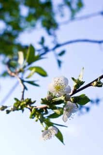 Fleurs du cerisier Morello