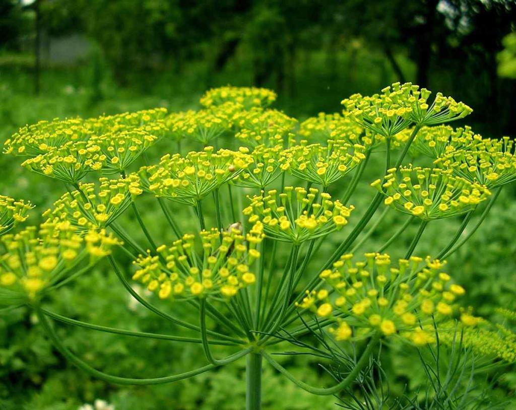 Foeniculum vulgare - fenouil commun