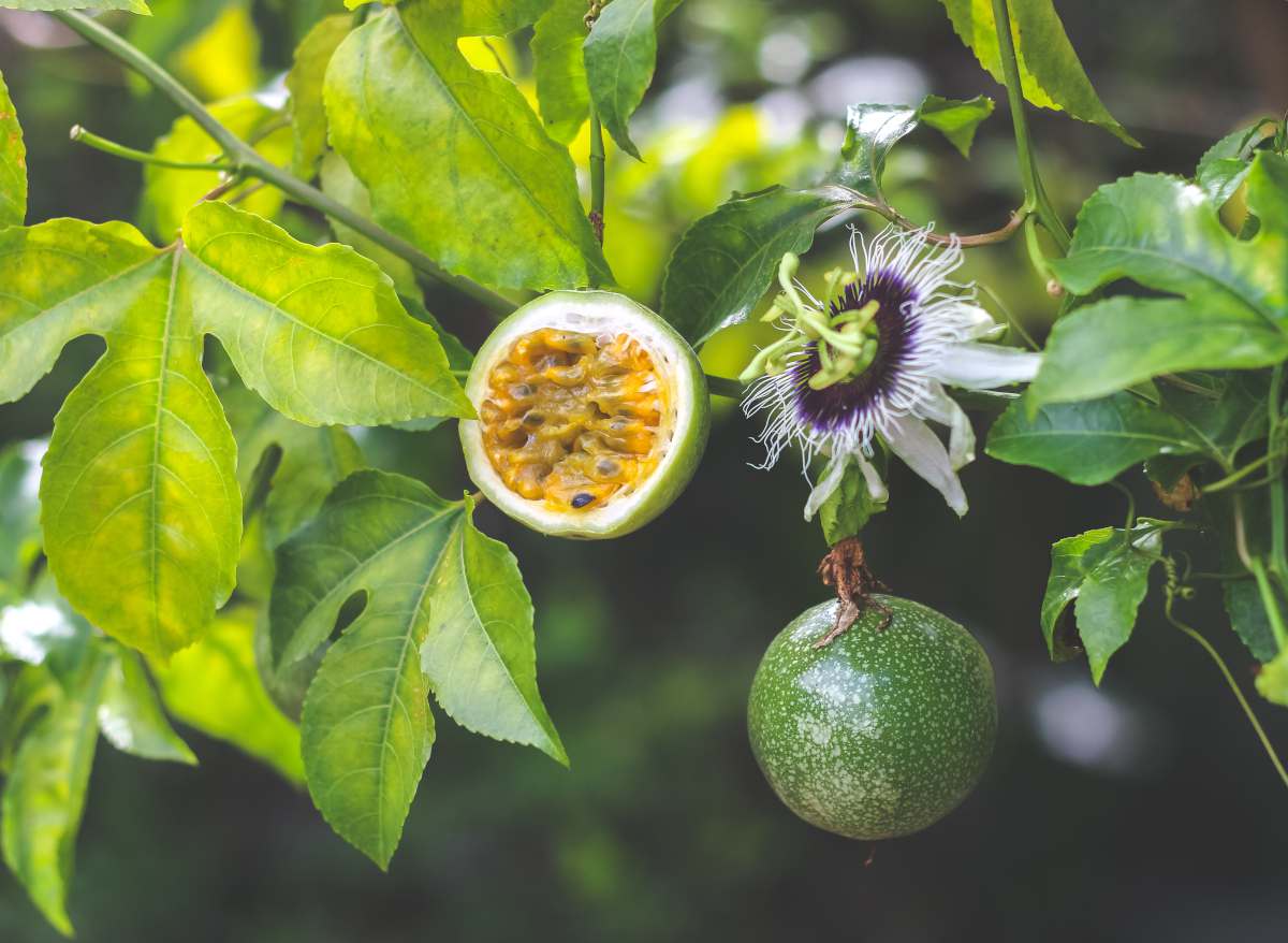 Fruit de la passion - grenadille - passiflora edulis
