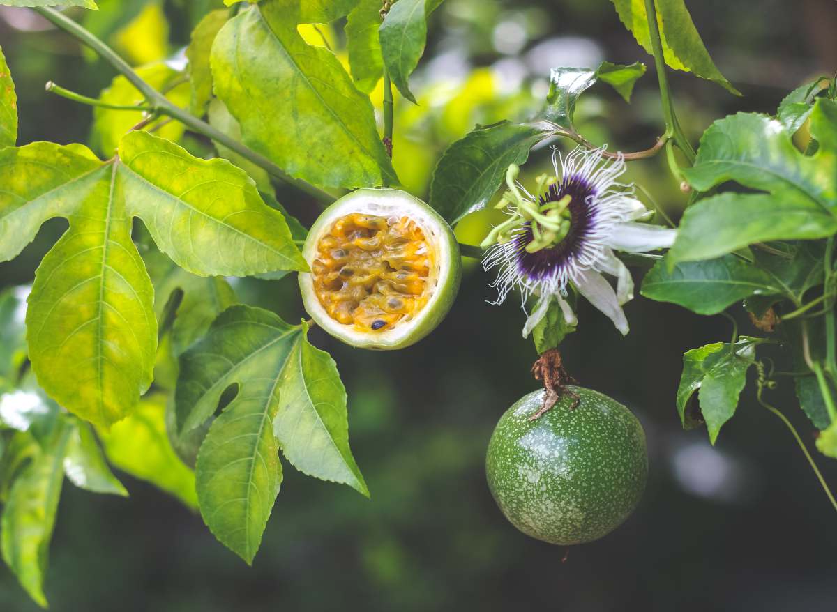 Fruit De La Passion R colte Conservation RHWE