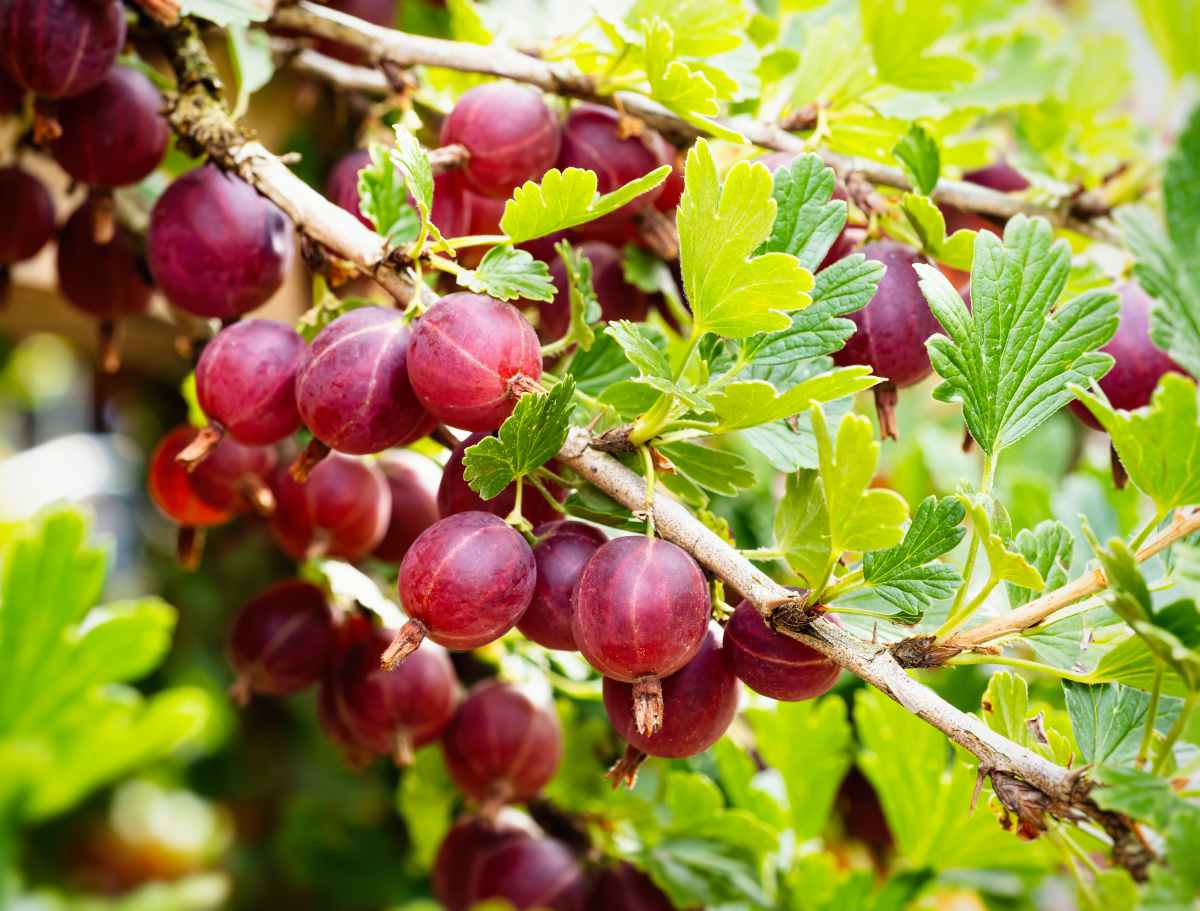 Groseillier a maquereau - Ribes uva crispa