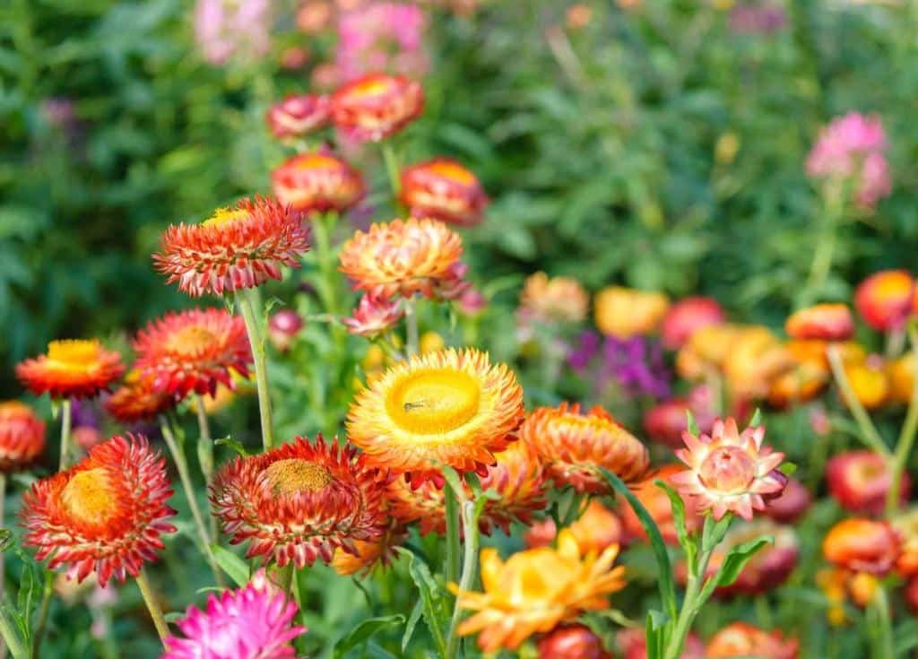 Immortelle a bractees - Helichrysum Xerochrysum bracteatum