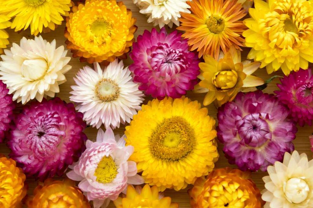 Immortelle à bractées : culture, entretien et floraison