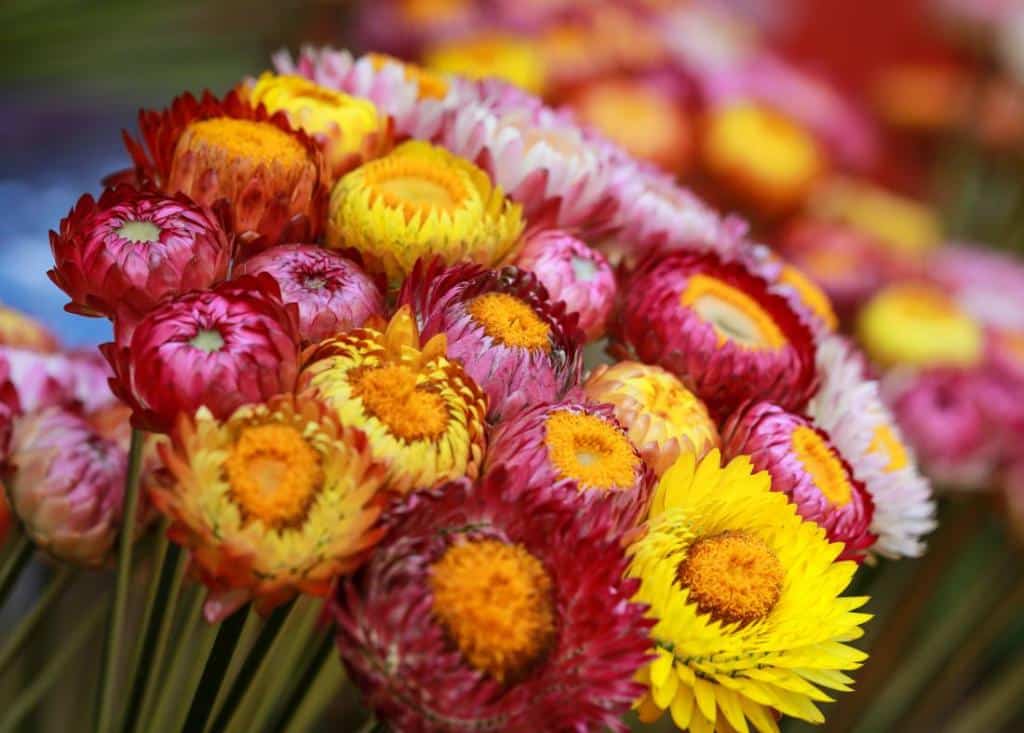 Immortelle à bractées : culture, entretien et floraison