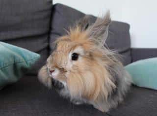 Lapin nain angora