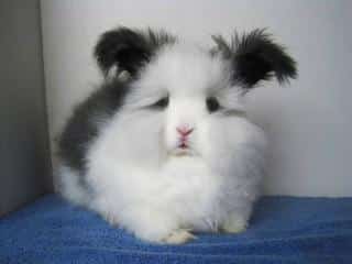 Lapin nain angora