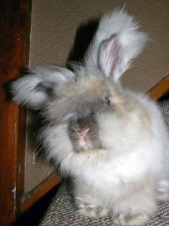 Lapin nain angora