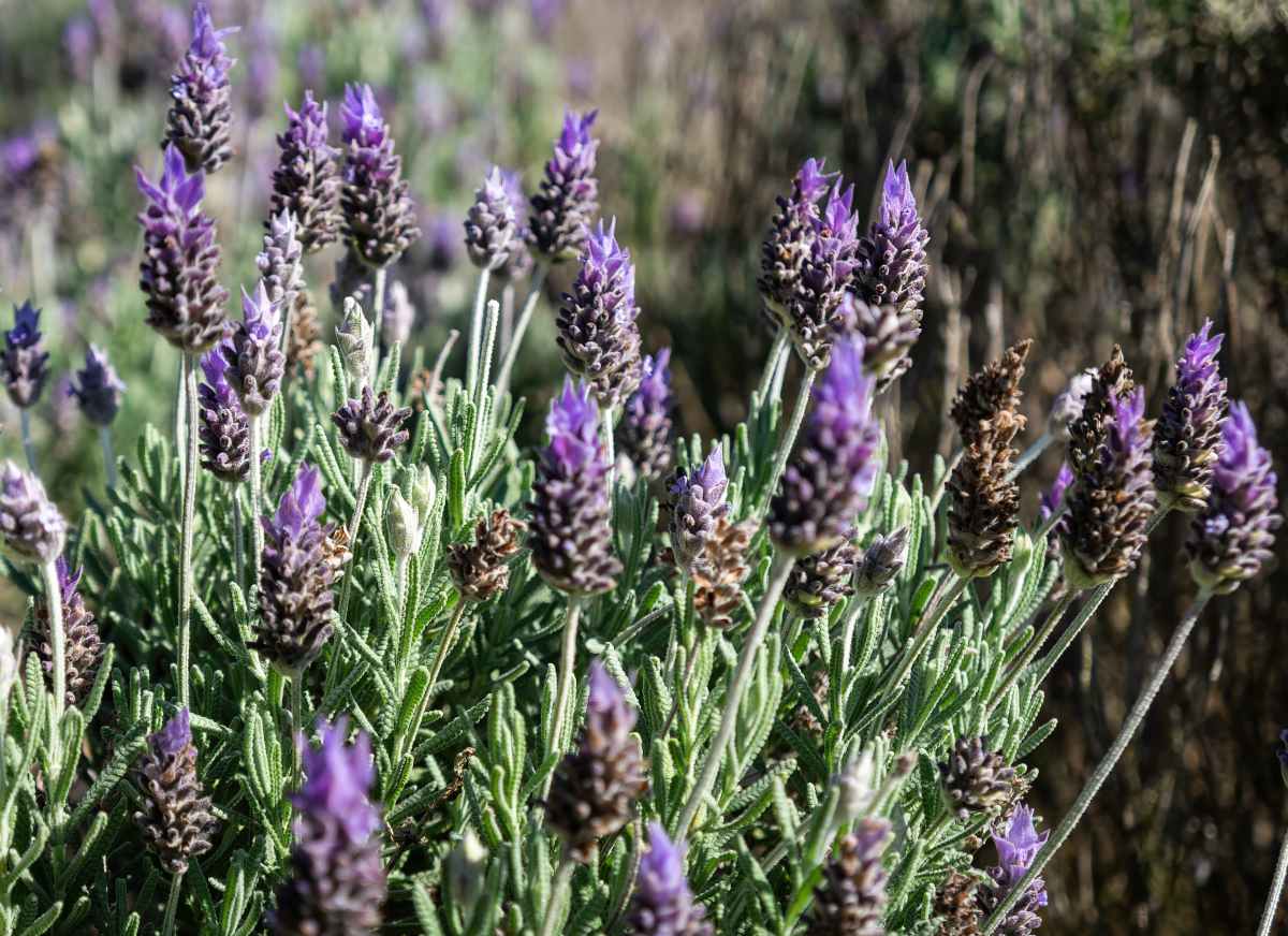 Lavandula dentata - lavande dentee