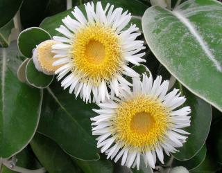 Pachystegia insignis