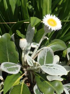 Marguerite de Nouvelle-Zélande - Pachystegia insignis