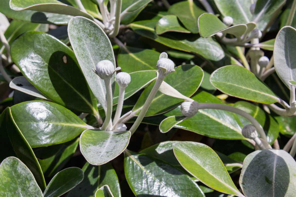 Marguerite de nouvelle zelande - Pachystegia insignis