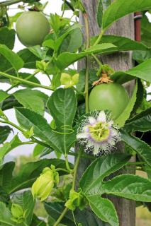 Plantation Grenadille - Fruit de la passion - passiflora edulis