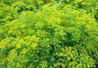 Plantation foeniculum vulgare - fenouil commun sauvage