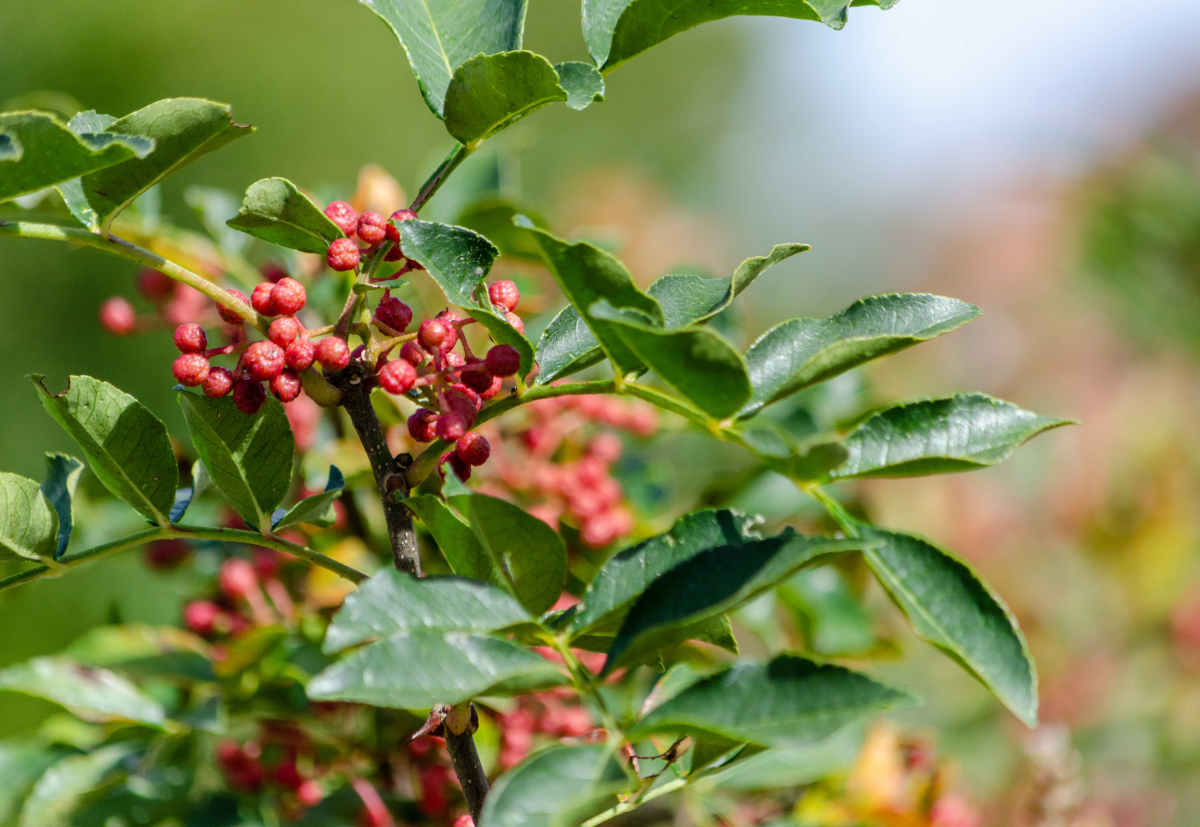 Comment cultiver votre poivre de Sichuan - Hortus Focus I mag