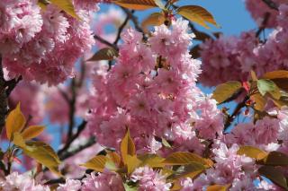 Prunus serrulata - cerisier du japon