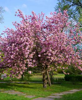 Prunus serrulata plantation