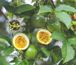 Récolte Fruit de la passion - Grenadille