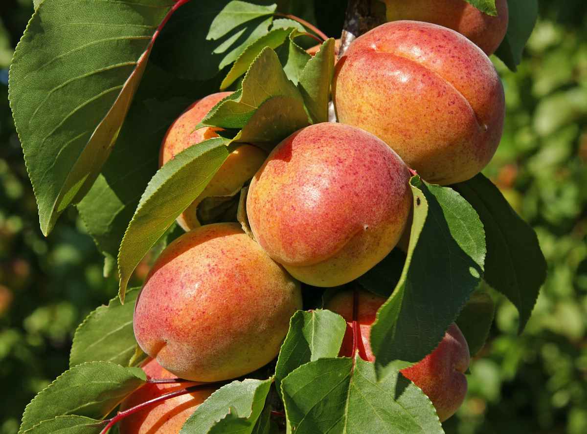 abricotier polonais - Prunus armeniaca