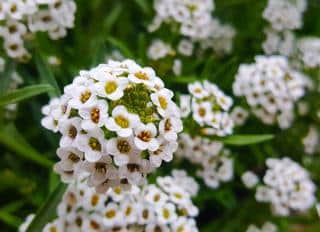 alyssum - alysse