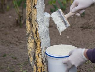 appliquer chaux arbre fruitier - peindre tronc en blanc