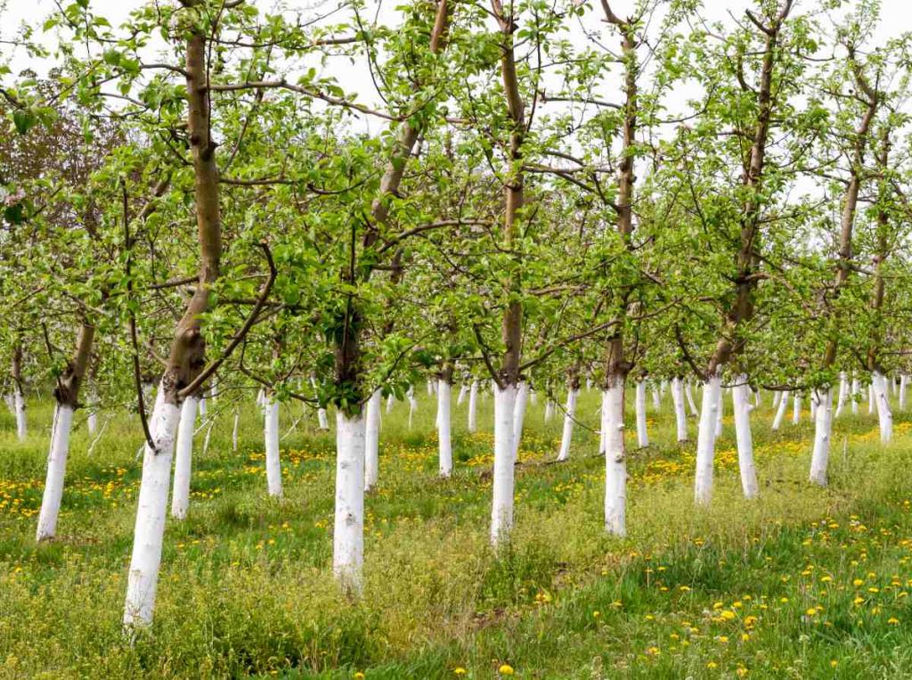 chaulage chaux arbre fruitier