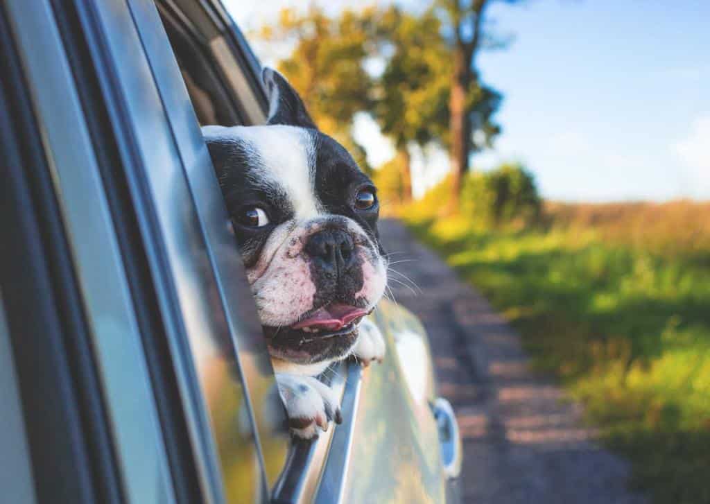 chien malade en voiture