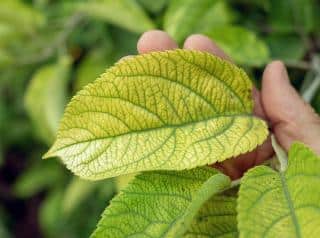 chlorose hortensia - feuilles qui jaunissent se decolorent