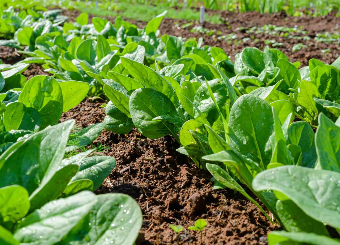 Cultiver des epinards au potager bio