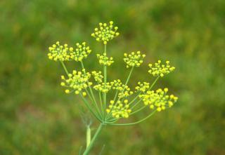 fenouil commun sauvage utilisation