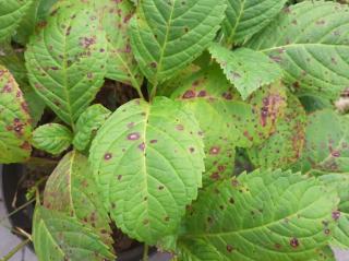 hortensia malade - tache brune marron noir sur les feuilles