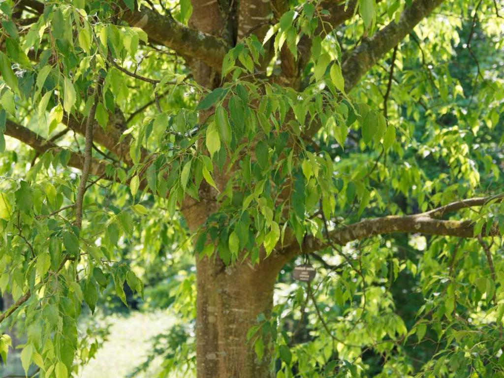 micocoulier - Celtis australis