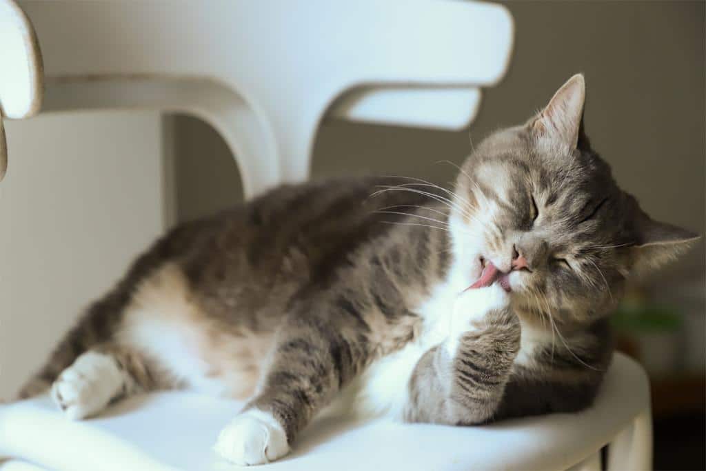 Pelade chez le chat perte de poils, causes et solutions