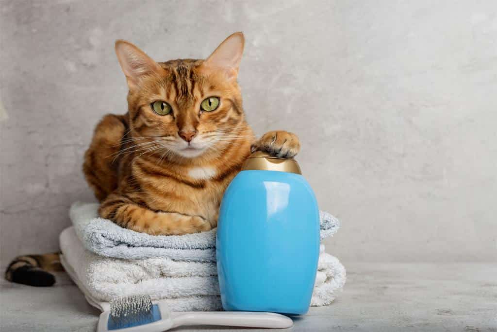 Pelade chez le chat perte de poils, causes et solutions