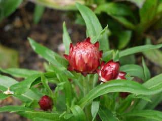 plantation Immortelle a bractees - Helichrysum Xerochrysum bracteatum