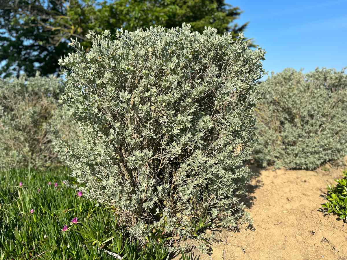 plantes pour dune de sable