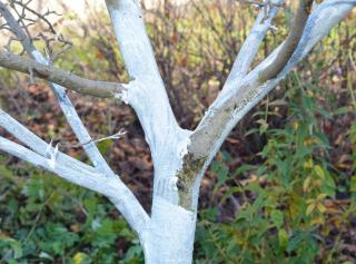 pourquoi tronc peind en blanc - chaux