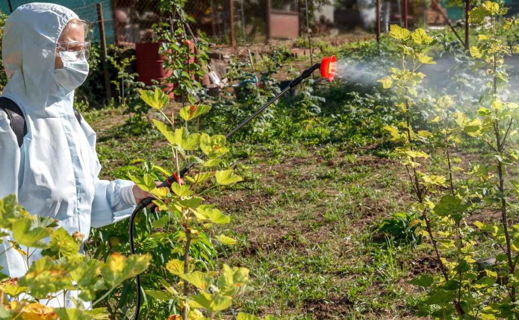 Traitement Au Soufre Des Arbres Fruitiers