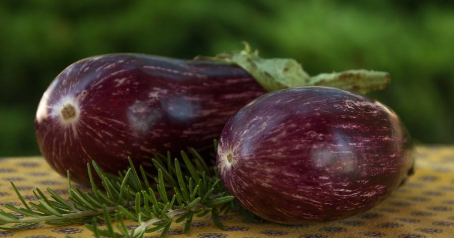 recette avec des aubergines