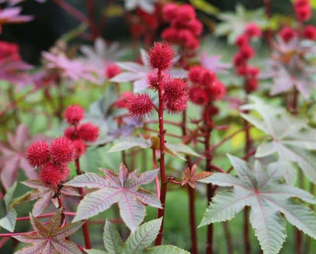 Ricin commun plantation, culture, toxicité et floraison